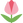 :tulip: